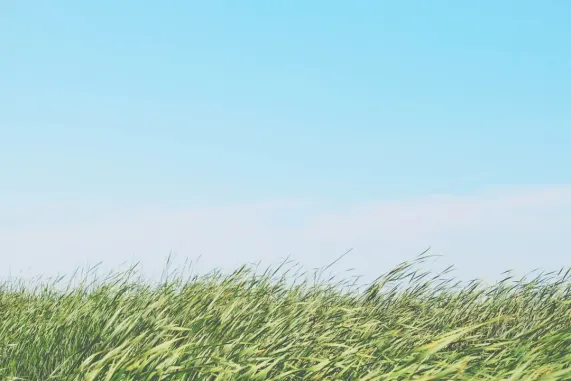 קזינו טד בינגו תמיכה